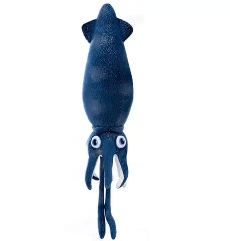 Cuttlefish 40 cm